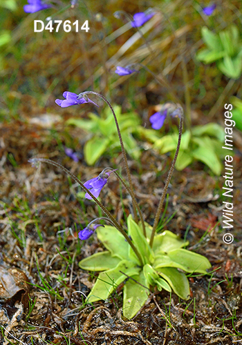 Common Butterwort (Pinguicula vulgaris)