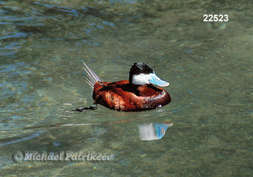 Oxyura jamaicensis (Ruddy Duck, Anatidae) -- Wild Nature Images