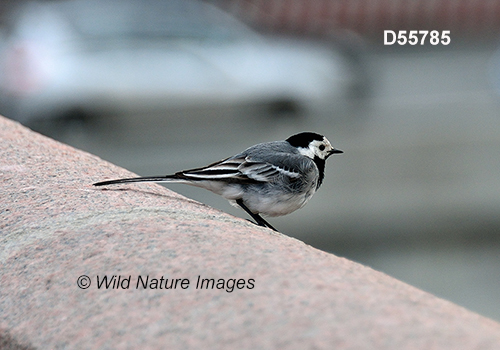 Motacilla-alba white-wagtail