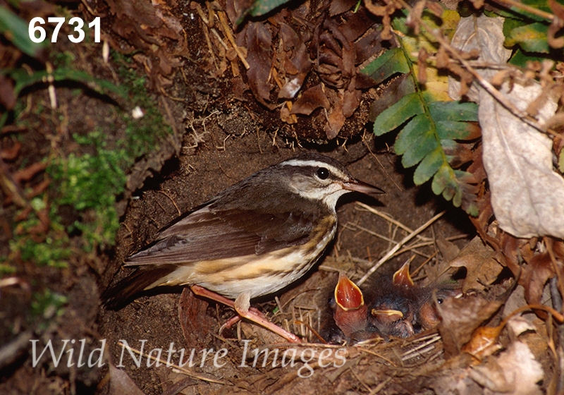 Parkesia-motacilla Seiurus-motacilla Louisiana-Waterthrush