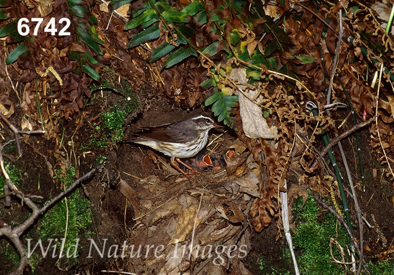Parkesia-motacilla Seiurus-motacilla Louisiana-Waterthrush