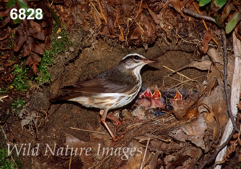 Parkesia-motacilla Seiurus-motacilla Louisiana-Waterthrush