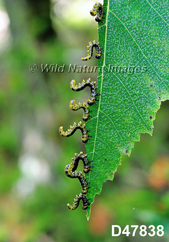 Dusky Birch Sawfly (Craesus latitarsus), larvae