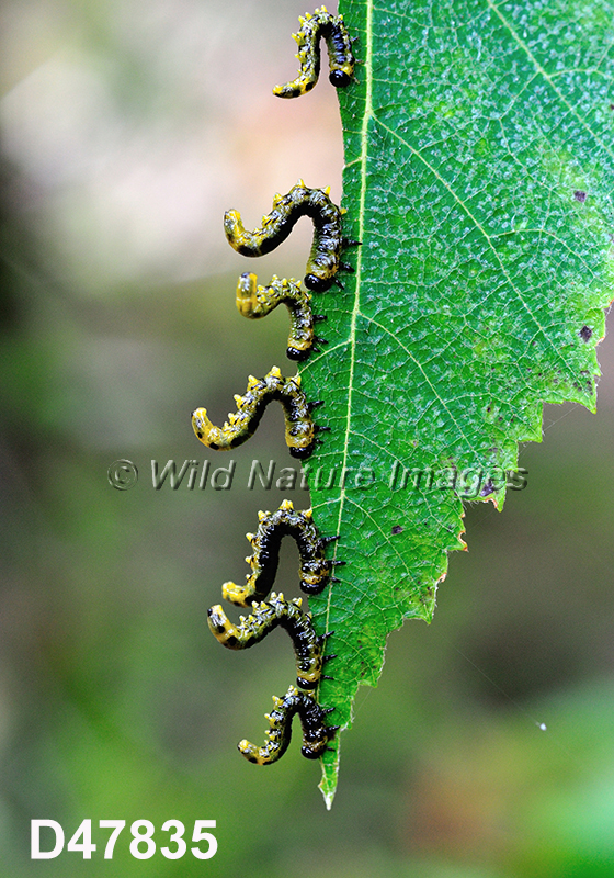 Dusky Birch Sawfly (Craesus latitarsus)