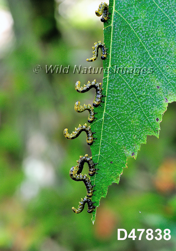 Dusky Birch Sawfly (Craesus latitarsus)