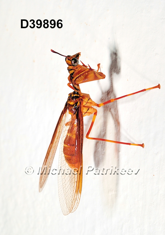 Entanoneura-batesella Mantispidae