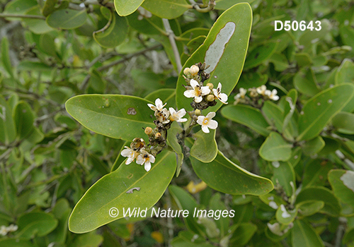 Avicennia-germinans black-mangrove