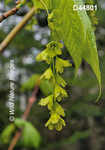 Acer-pensylvanicum striped-maple