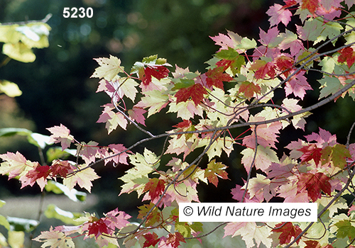 Acer-rubrum red-maple