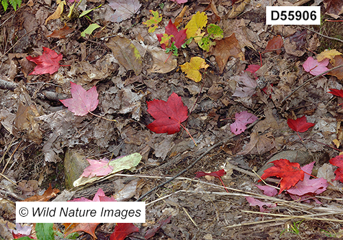 Acer-rubrum red-maple