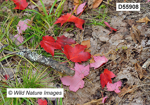 Acer-rubrum red-maple