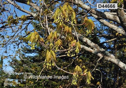 Acer-saccharum sugar-maple