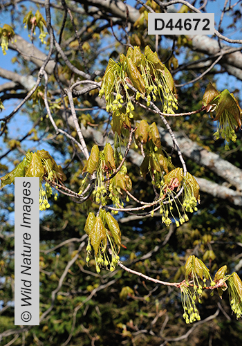 Acer-saccharum sugar-maple