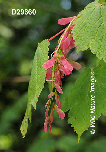 Acer-spicatum mountain-maple