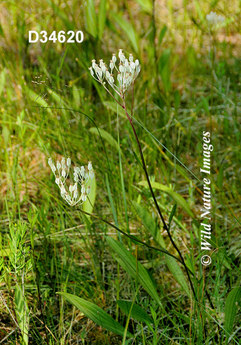 Arnoglossum-plantagineum Tuberous-Indian-plantain Cacalia-plantaginea