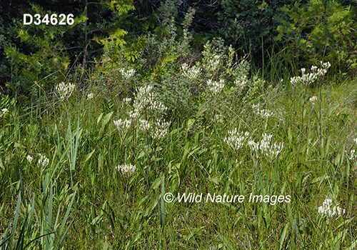 Arnoglossum-plantagineum Tuberous-Indian-plantain Cacalia-plantaginea