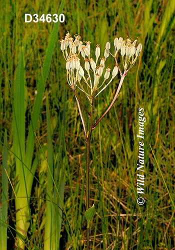 Arnoglossum-plantagineum Tuberous-Indian-plantain Cacalia-plantaginea