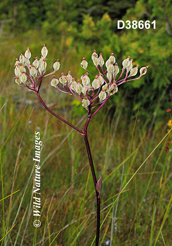 Arnoglossum-plantagineum Tuberous-Indian-plantain Cacalia-plantaginea