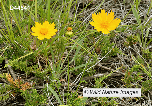 Coreopsis-lanceolata lance-leaved-coreopsis