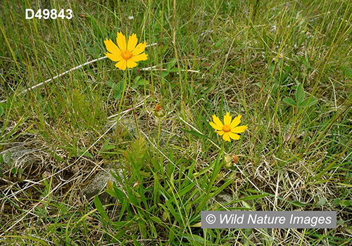 Coreopsis-lanceolata lance-leaved-coreopsis