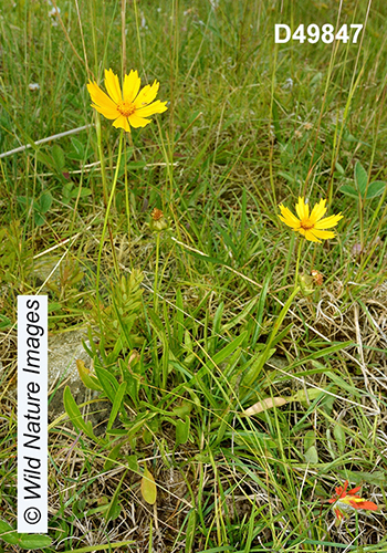 Coreopsis-lanceolata lance-leaved-coreopsis