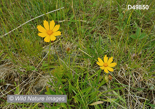 Coreopsis-lanceolata lance-leaved-coreopsis