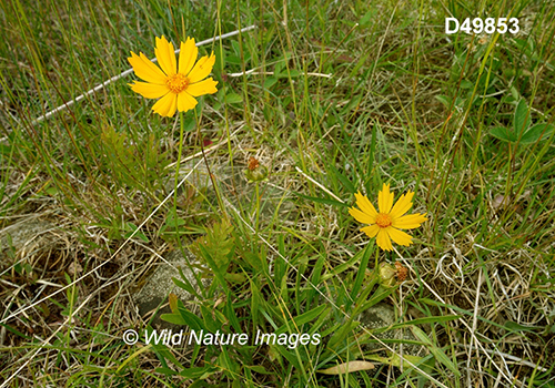 Coreopsis-lanceolata lance-leaved-coreopsis