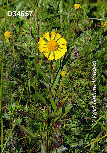 Helenium-autumnale common-sneezeweed