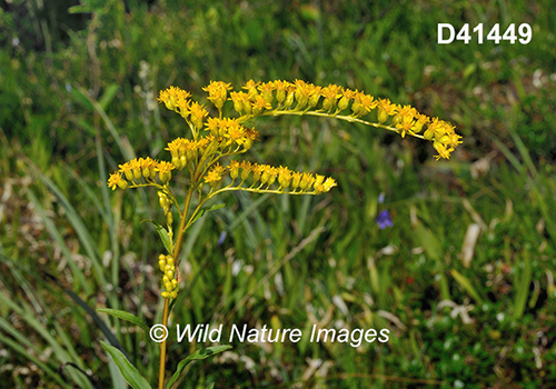 Solidago-juncea early-goldenrod