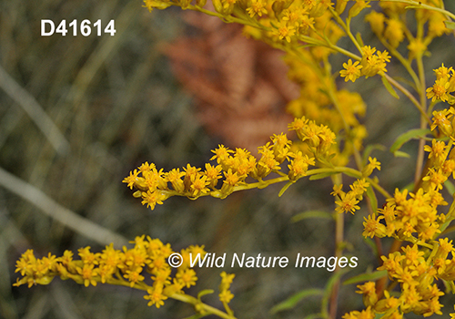 Solidago-juncea early-goldenrod