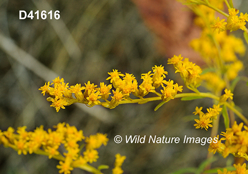 Solidago-juncea early-goldenrod