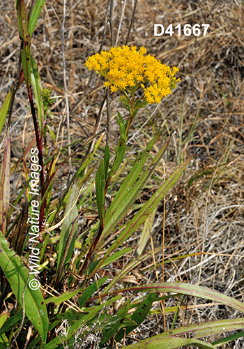 Solidago-ohioensis Ohio-goldenrod