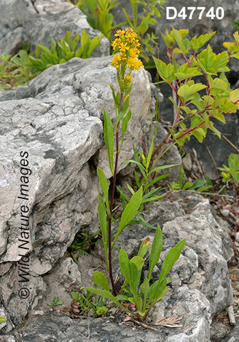 Solidago-ontarioensis Ontario-Goldenrod