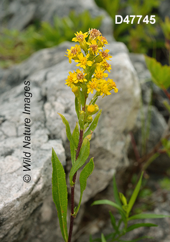 Solidago-ontarioensis Ontario-Goldenrod