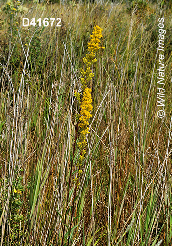 Solidago-uliginosa bog-goldenrod