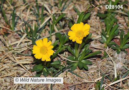 Tetraneuris-herbacea Lakeside-daisy