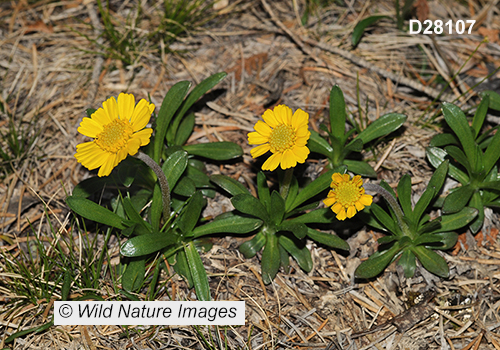 Tetraneuris-herbacea Lakeside-daisy