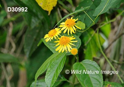 Tilesia-baccata Wulffia-baccata