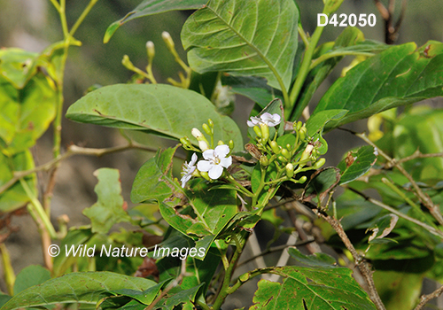 Bourreria-baccata pigeonberry Bourreria-succulenta