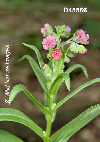 Cynoglossum-officinale common-hound's-tongue