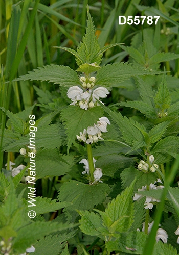 Lamium-album white-deadnettle