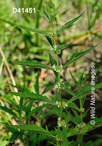 Lycopus-americanus American-water-horehound American-bugleweed