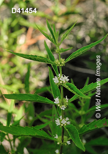 Lycopus-americanus American-water-horehound American-bugleweed