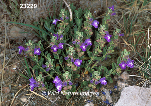 Scutellaria-resinosa resin-dot-skullcap