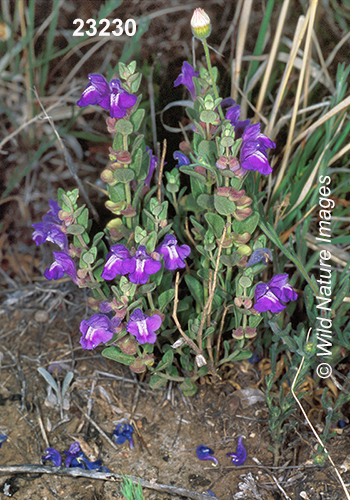 Scutellaria-resinosa resin-dot-skullcap