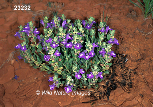 Scutellaria-resinosa resin-dot-skullcap