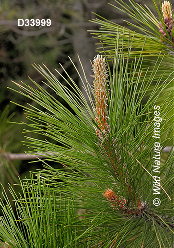 Pinus-resinosa red-pine