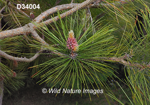 Pinus-resinosa red-pine