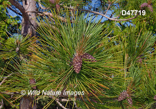 Pinus-resinosa red-pine