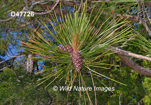 Pinus-resinosa red-pine